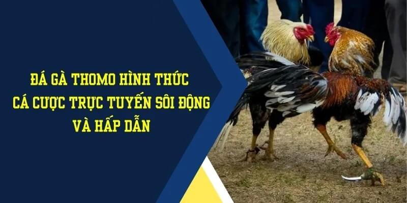 Cá cược đá gà Thomo 33WIN cực sôi động và hấp dẫn